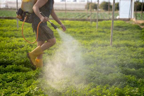 Best Affordable Pest Control Services  in Vincent, CA