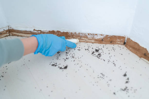 Best Termite Control Services  in Vincent, CA
